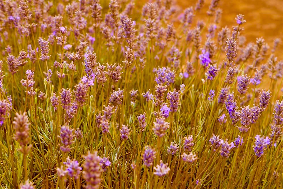 Verblühter Lavendel - Bridestowe - Tasmania
