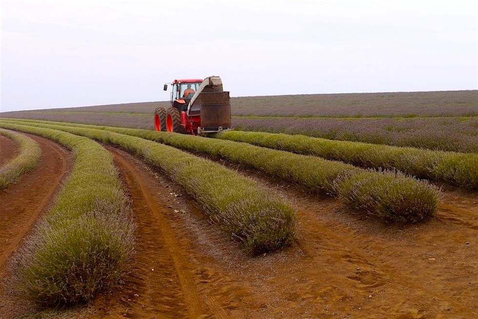 Lavendelernte - Bridestowe Lavendel Farm - Tasmania