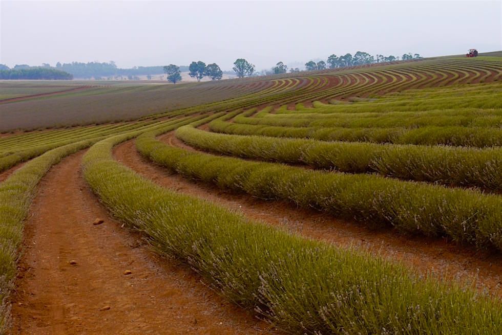 Geschwungene Linien - Lavendelbüsche - Tasmanien - Contour Farming