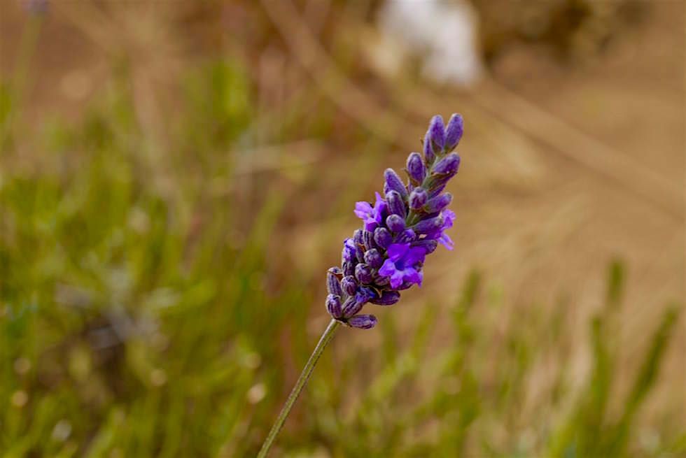 Lavendelblüte - Bridestowe - Tasmania