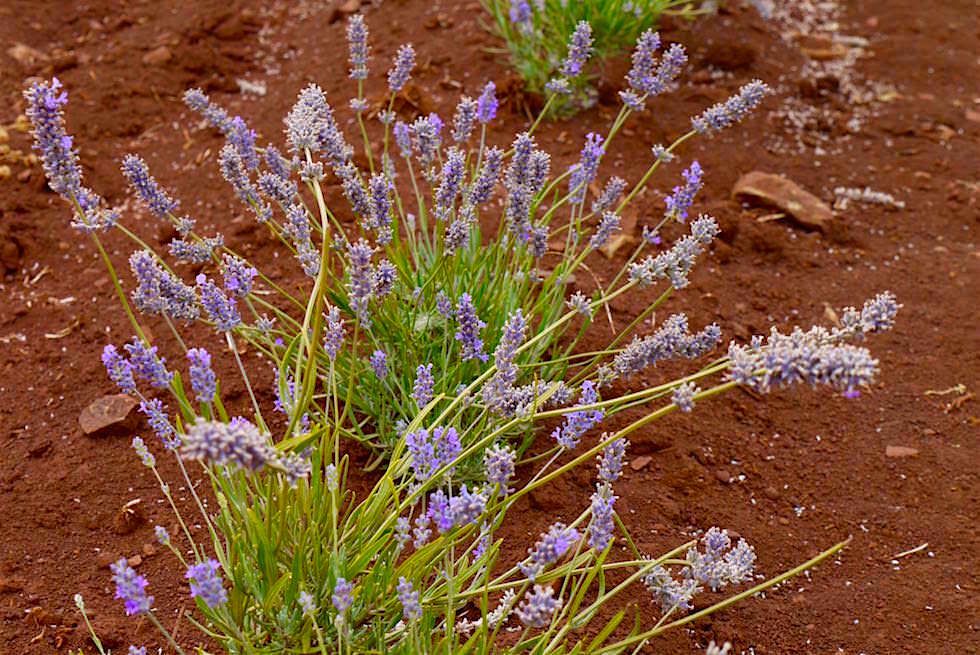 Junger Lavendel - Bridestowe - Tasmania
