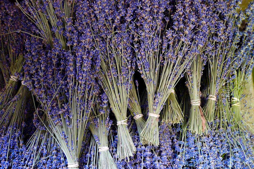Lavendelbüschel - Bridestowe Lavender Farm - Tasmania