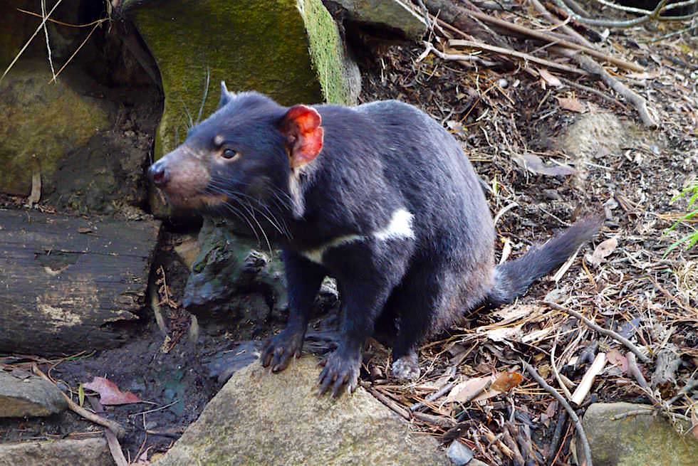 Beutelteufel - Tasmanian Devil mit roten Ohren - Tasmanien