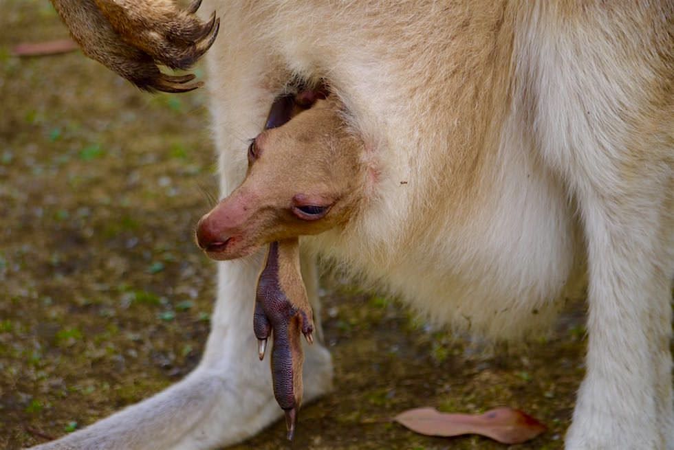 Tasmanische Känguru Baby - Unzoo - Tasmanien
