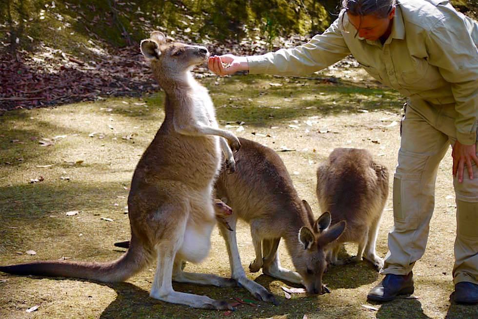 Tasmanische Kängurus - Unzoo - Tasmanien
