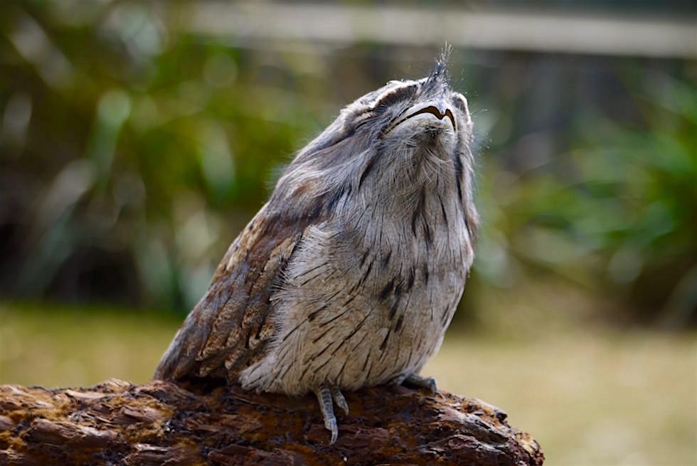 Trawny Frogmouth - Eulenschwalme - Tasmanien