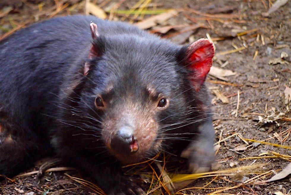 Tasmanischer Teufel ruhend - Tasmanien