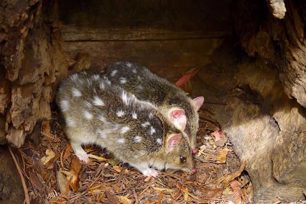 Eastern Quoll - Tüpfelbeutelmarder - Tasmanien