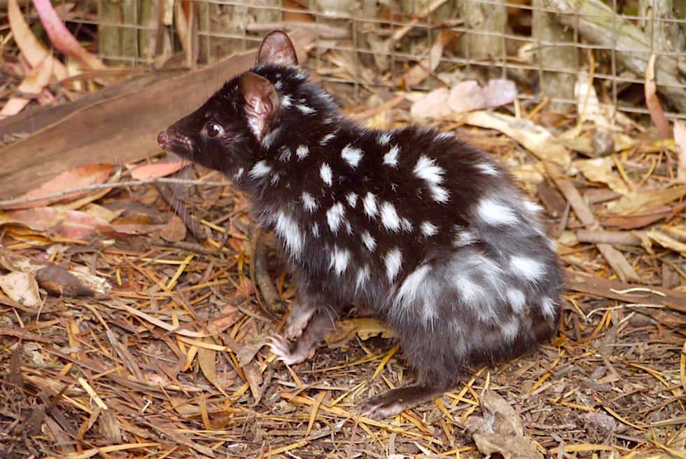 Eastern Quoll - Tüpfelbeutelmarder schwarz - Tasmanien