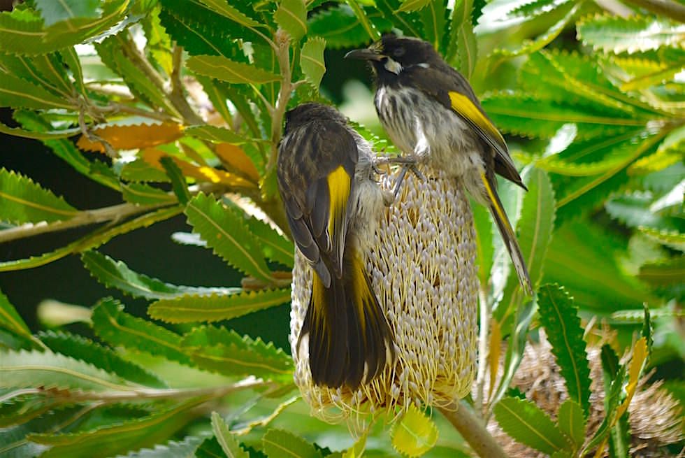 Honey Eater - Vögel - Tasmanien 