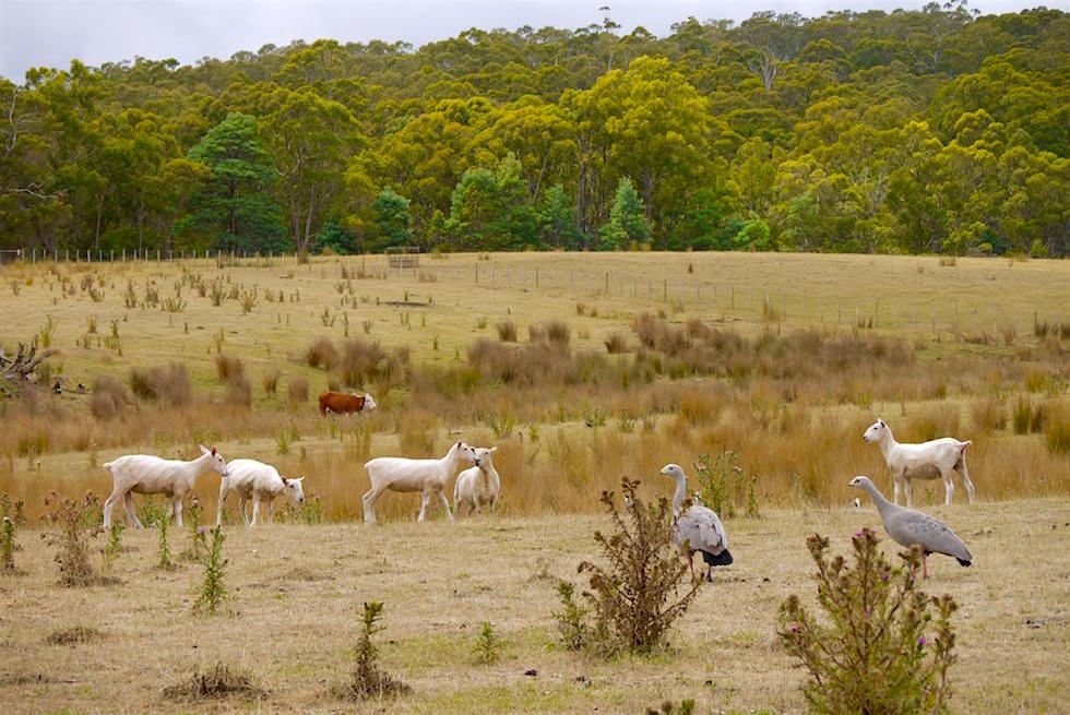 Schafe Kühe Gänse - Tasmanien Unzoo