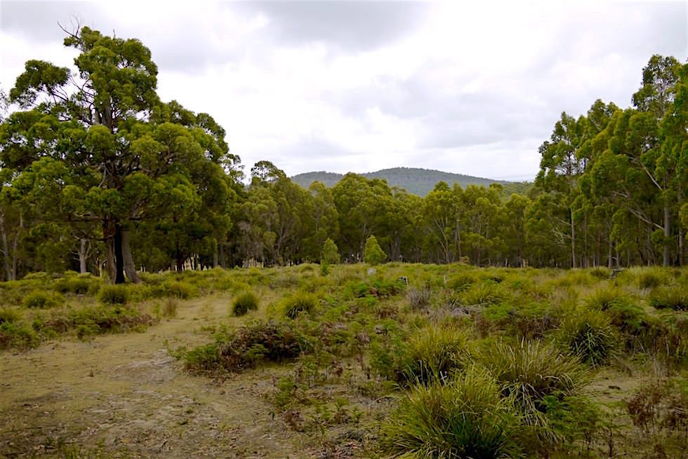 Unzoo - Devil Tracker Adventure - Tasmanien