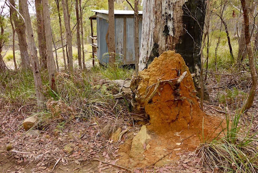 Animal Highway - Devil Tracker Adventure - Tasmanien