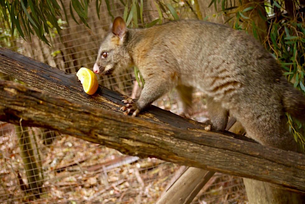 Brush-tailed Possum - Fuchskusu - Tasmanien