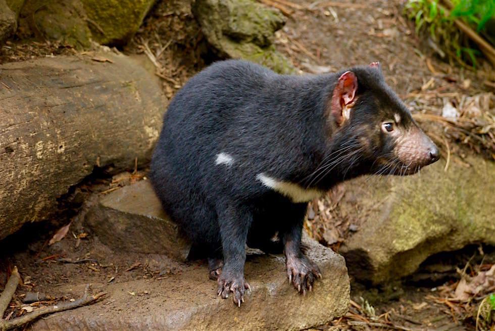 Tasmanian Devil Unzoo - Tasmanien