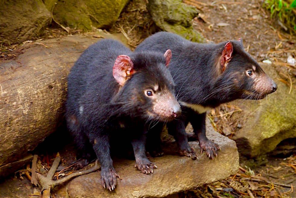 Tasmanischer Teufel Pärchen - Tasmanien