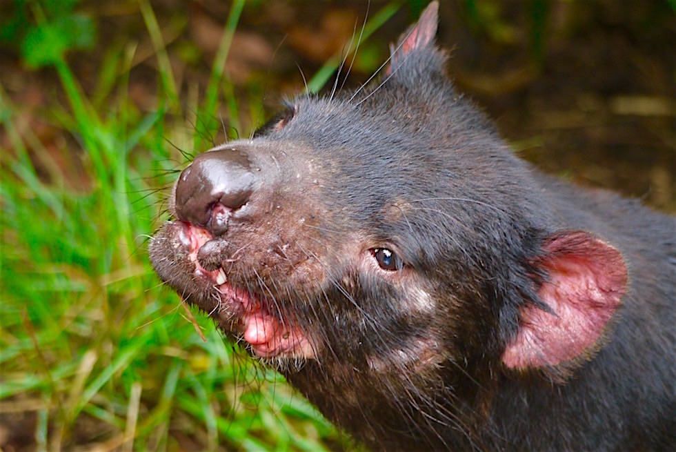 Tasmanischer Teufel mit Bissspuren im Gesicht - Tasmanien