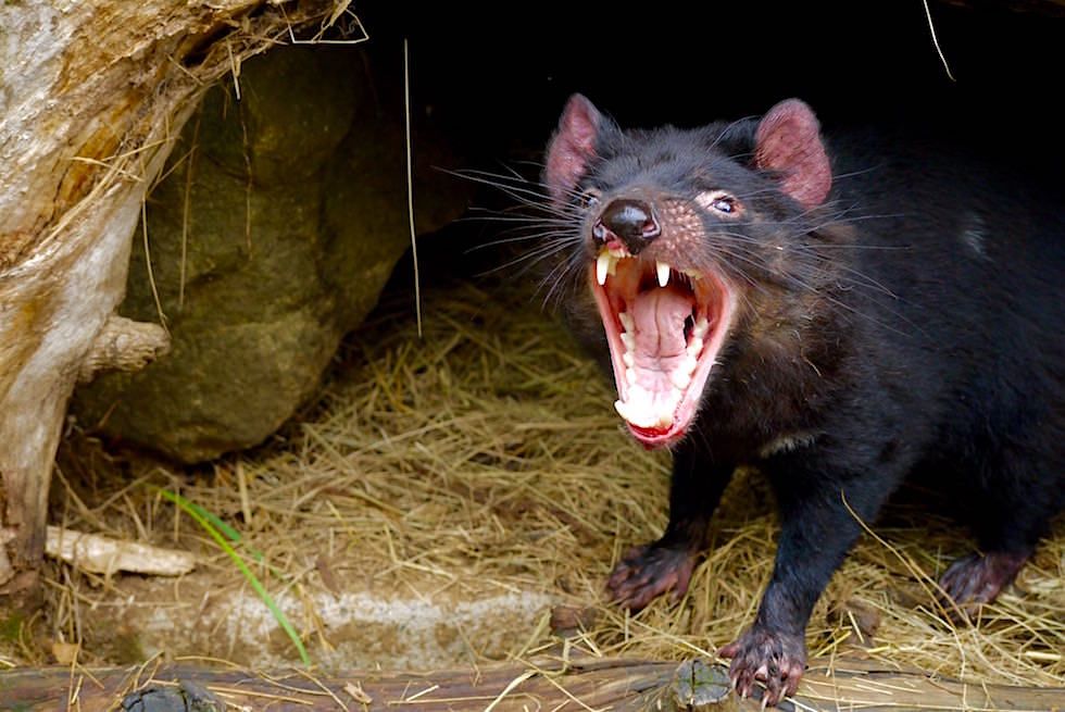 Tasmanischer Teufel gähnt - Tasmanien