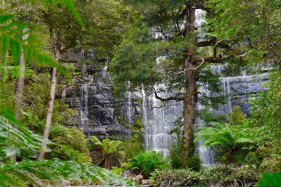 Blick auf Russell Falls halbe Höhe - Mt Field NP - Tasmania - Tasmanien