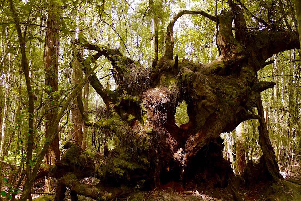 Baum oder Kunst - Umgestürzter Baum - Mt Field National Park - Tasmanien