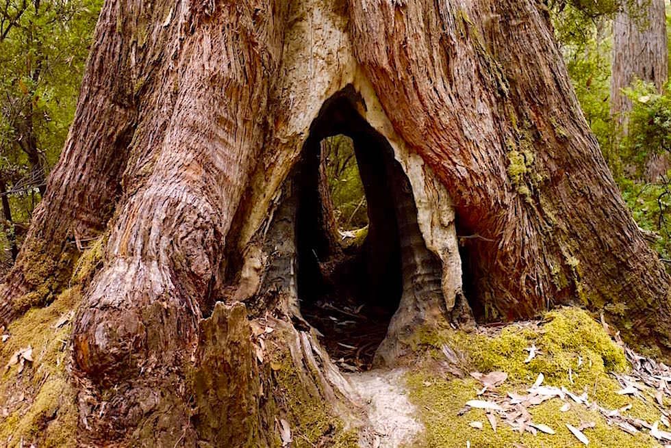 Durchhöhlter Baumstam im Mount Field National Park - Tasmanien