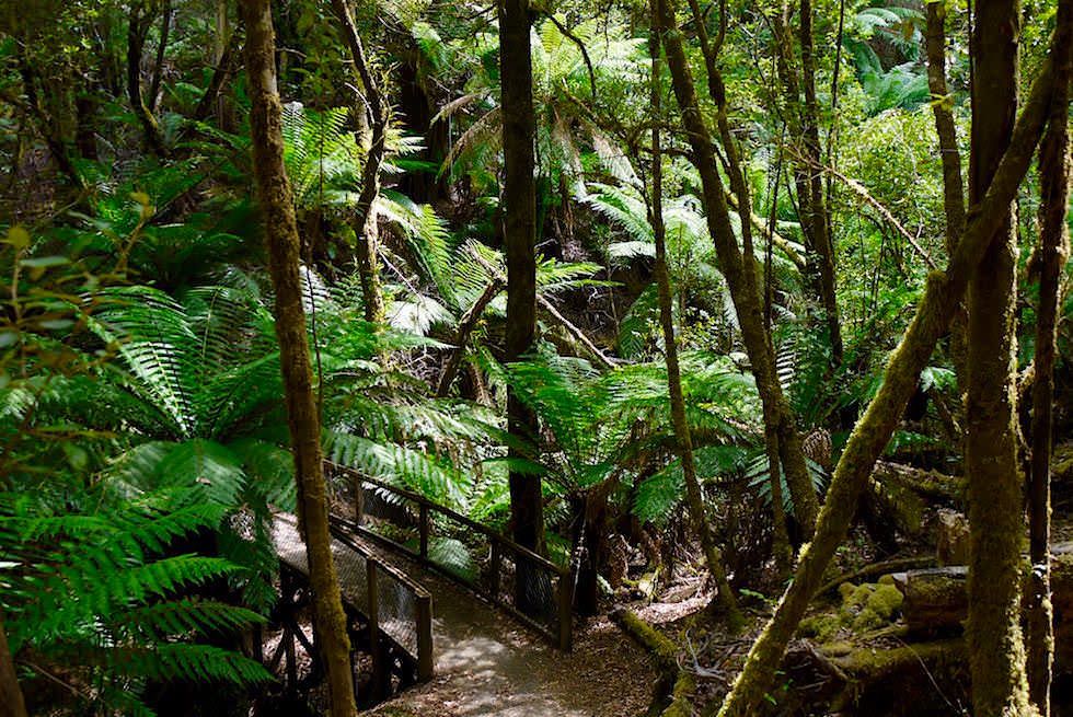 Russell Falls - Lady Barron Falls - Rundweg im Mt Field National Park - Tasmanien