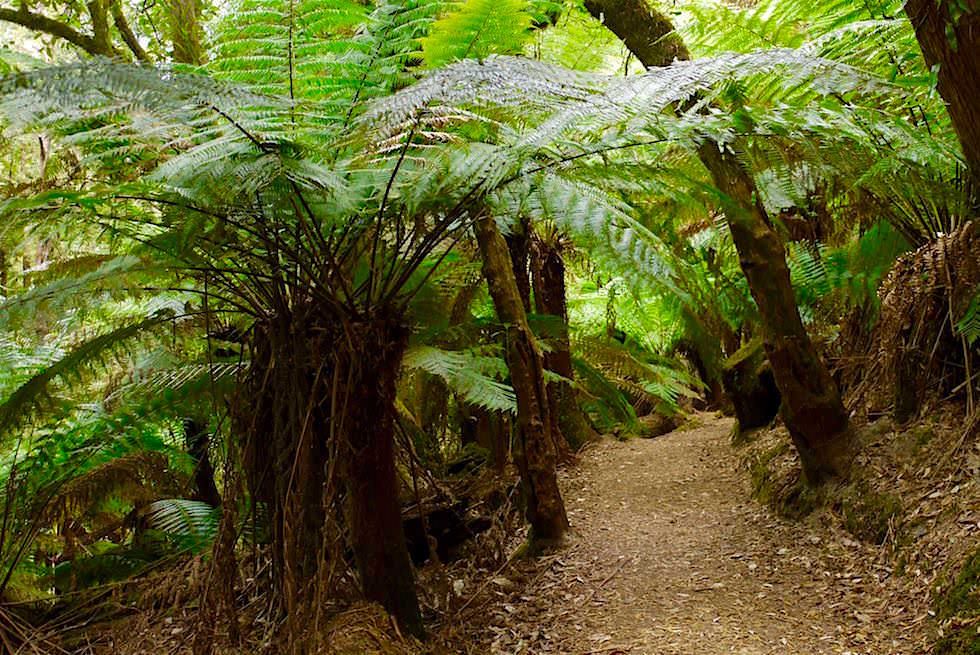 Gigantische Baumfarne bei den Russell Falls - Mt Field National Park - Tasmanien