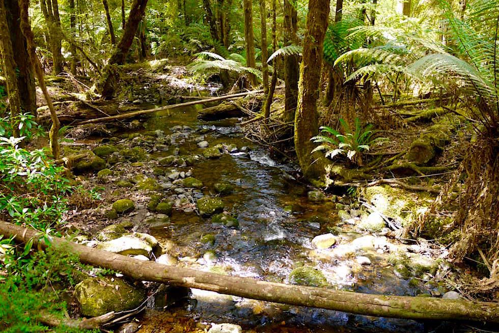 Bach bei Lady Barron Falls - Mt Field NP - Tasmanien