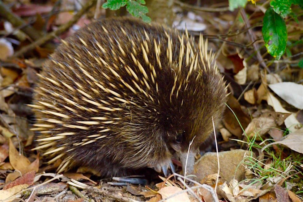 Echidna im Mount Field National Park - Tasmanien
