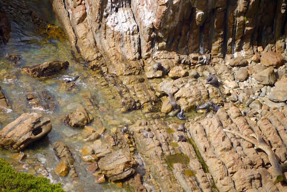 Seebären gehören zur Gattung der Ohrenrobben - Gesehen am Nugget Point - Neuseeland Südinsel