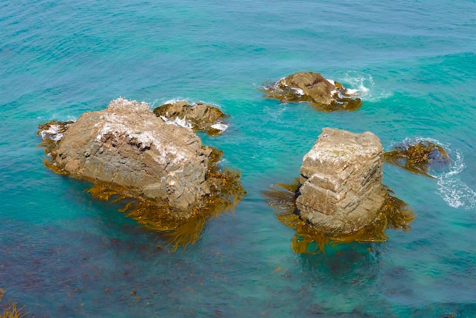 Mermaid Hair - Seetang an den Nuggets - Nugget Point - Neuseeland Südinsel