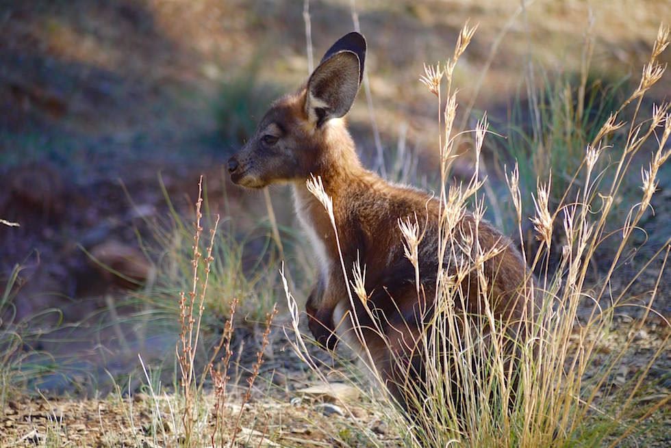 Euro Wallaby - Rawnsley Park & Flinders Ranges - South Australia