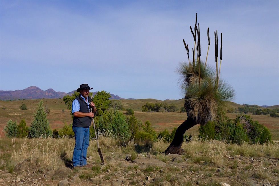 Xanthorrhoea - Black Boy - Rawnsley Park - South Australia