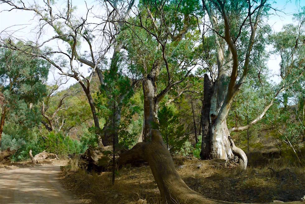 Red River Gum Tree - Bunyeroo Gorge - Flinders Ranges - South Australia