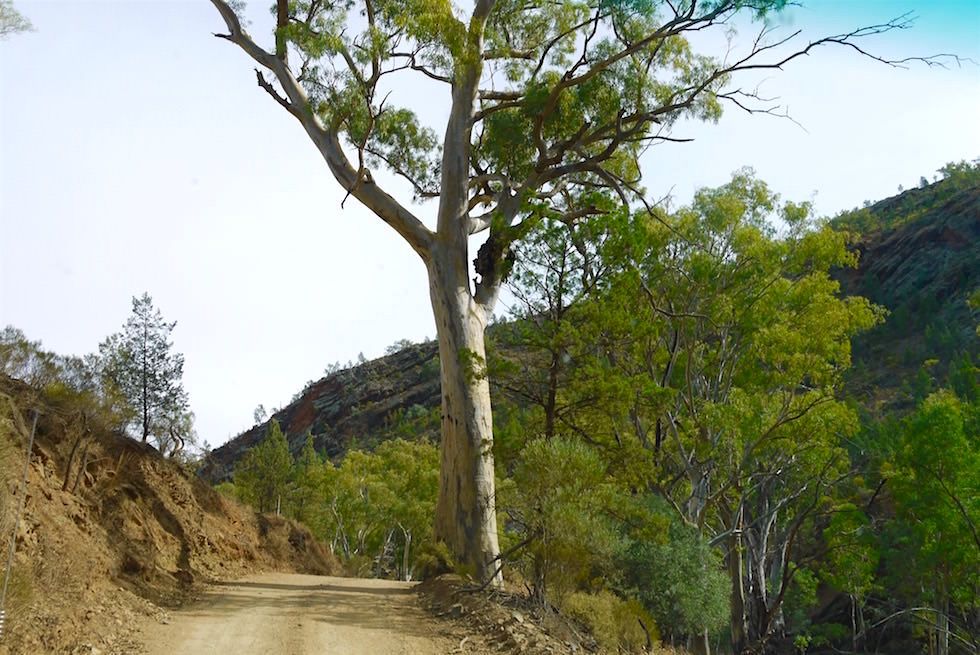 Bunyeroo Gorge - Ikara-Flinders Ranges 4WD Tour - South Australia