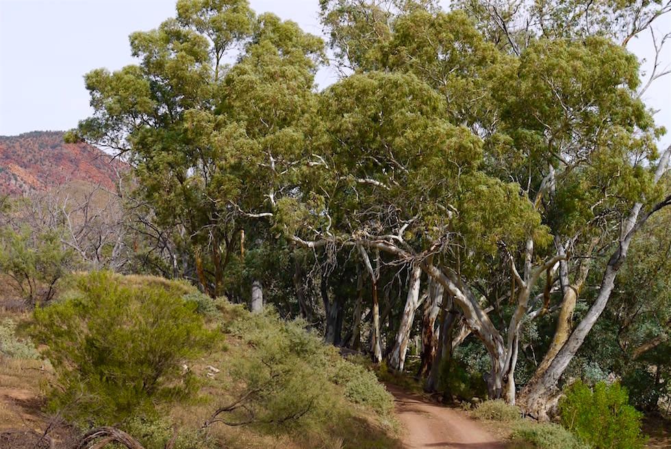 Red River Gums - Brachina Gorge - Flinders Ranges - South Australia