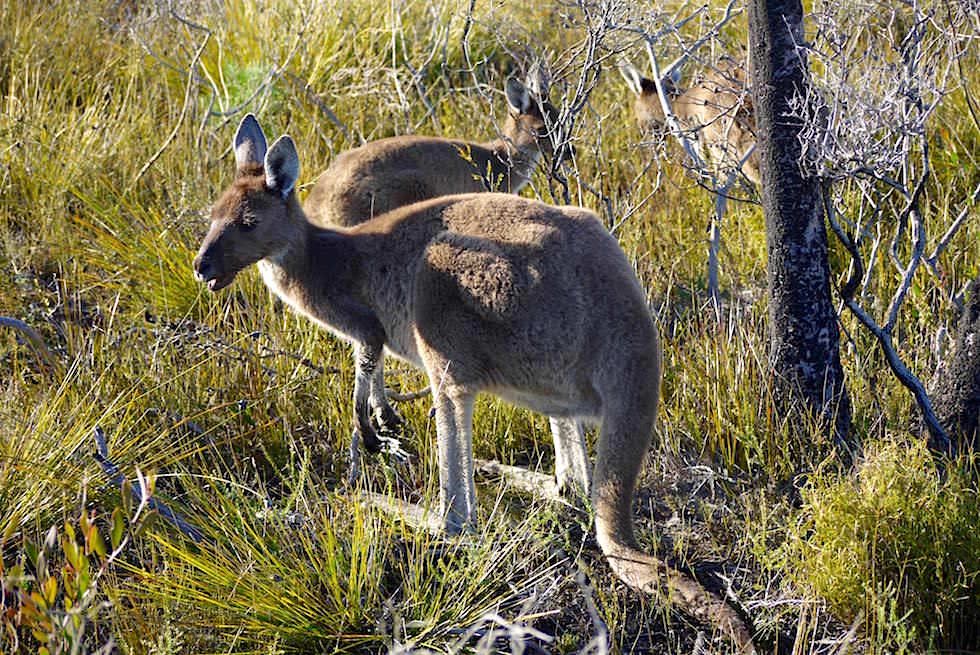 Kängurus im Cape Le Grand National Park - Western Australia
