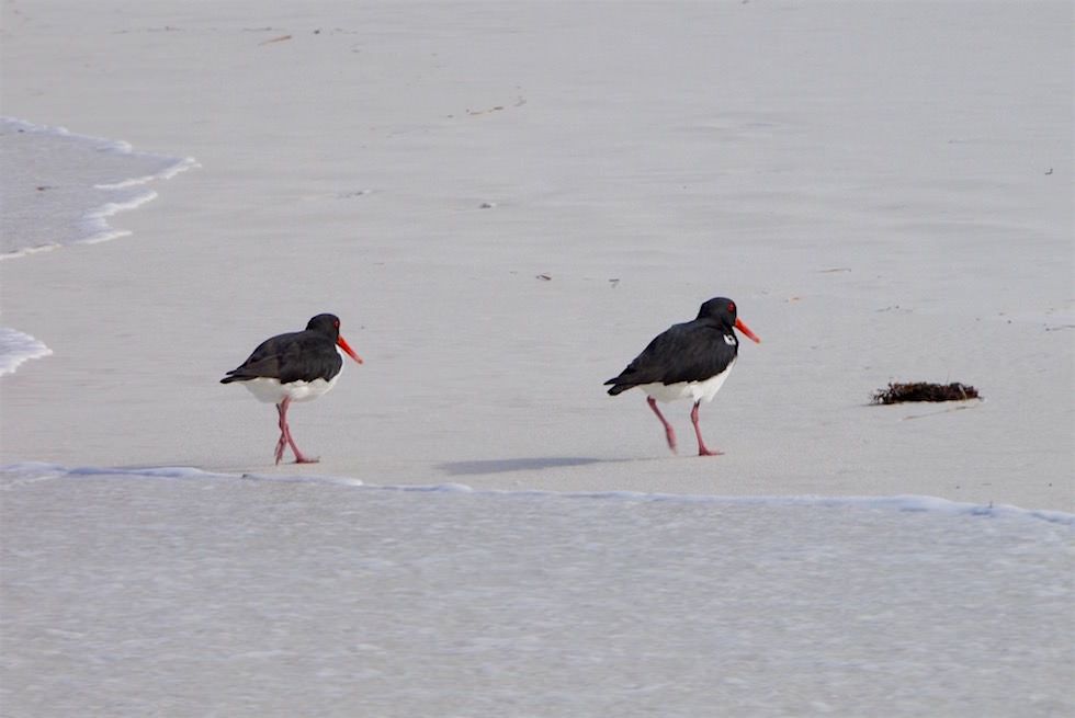 Oyster Catcher oder Austern Fischer - Cape Le Grand - Western Australia