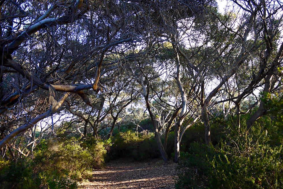 Vögel beobachten - Rossiter Bay - Cape Le Grand - Western Australia