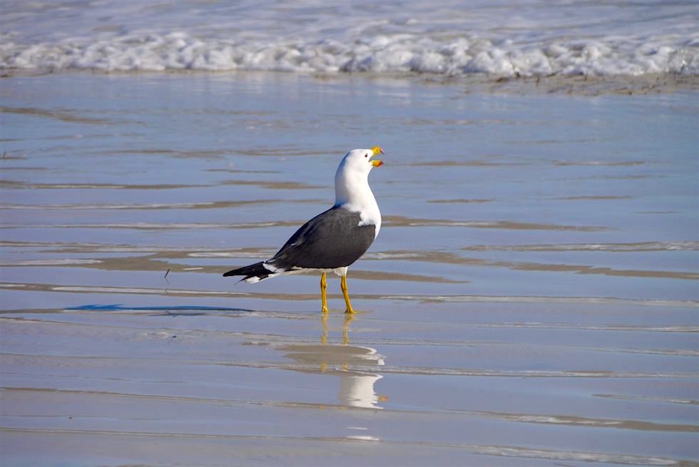 Wasservögel - Cape Le Grand - Western Australia