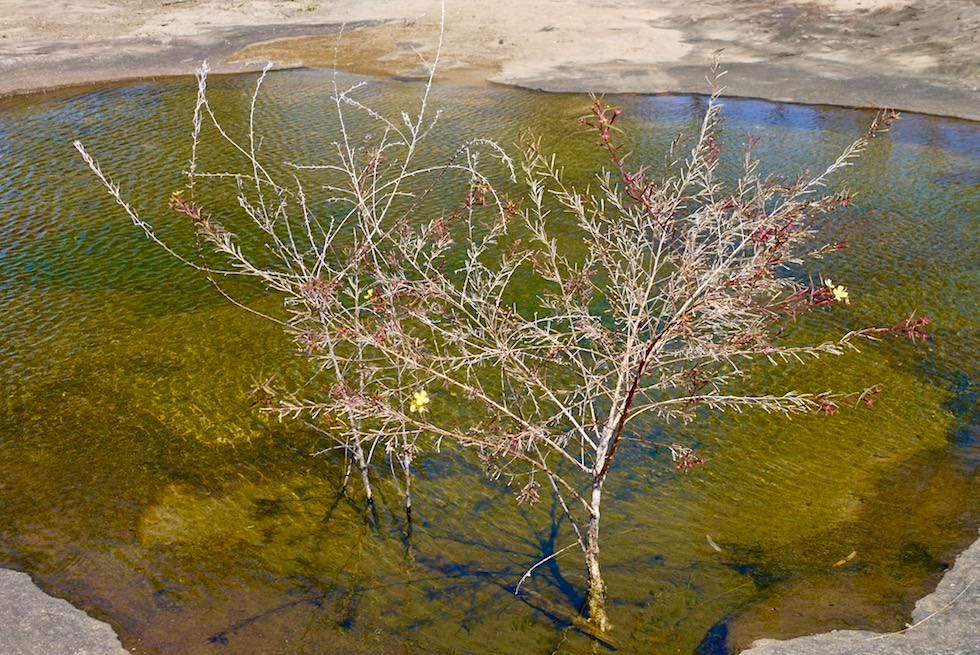 Porcupine Gorge - Wasserloch auf dem Grund der Schlucht - Outback Queensland