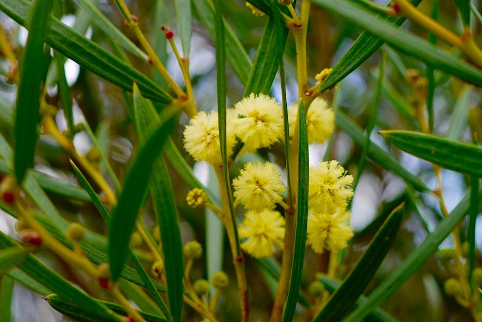 Wildblumen: Prickly Moses oder Echte Akazie, Mosesdorn- Lesueur National Park - Western Australia