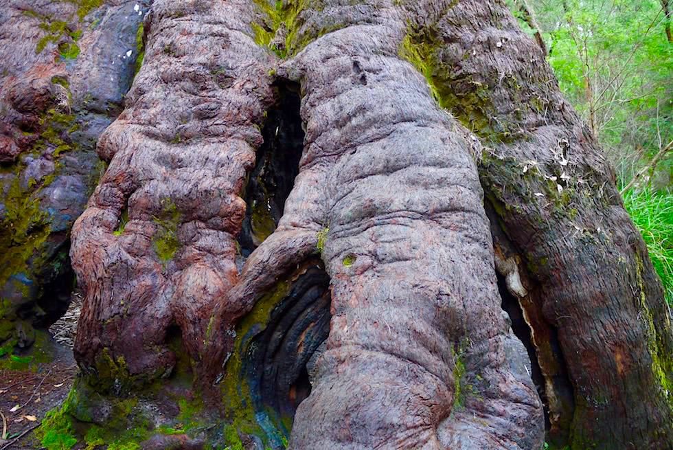 Die Rinde des The Giant Tingle Tree - Valley of Giants - Western Australia