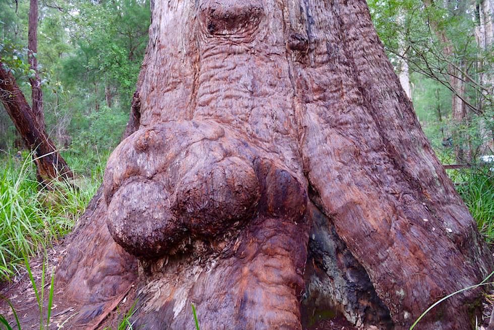 The Keeper auf dem Ancient Empire Walk - Valley of Giants - Western Australia