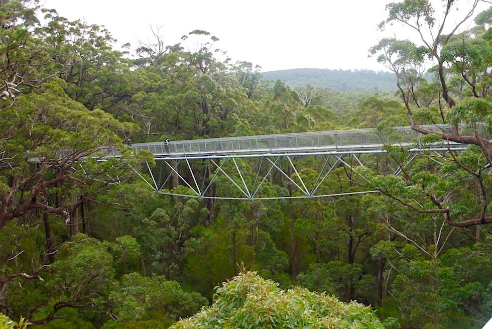 Tree Top Walk Stahlkonstruktion - Valley of Giants - Western Australia