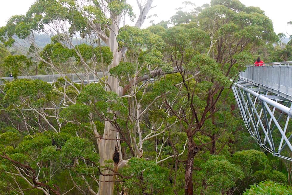 Tree Top Walk -Valley of Giants - Western Australia