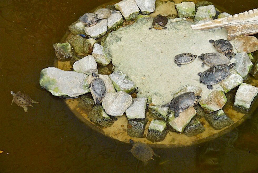 Tropical Islands - Wasserschildkröten im Mangrovensumpf - Brandenburg