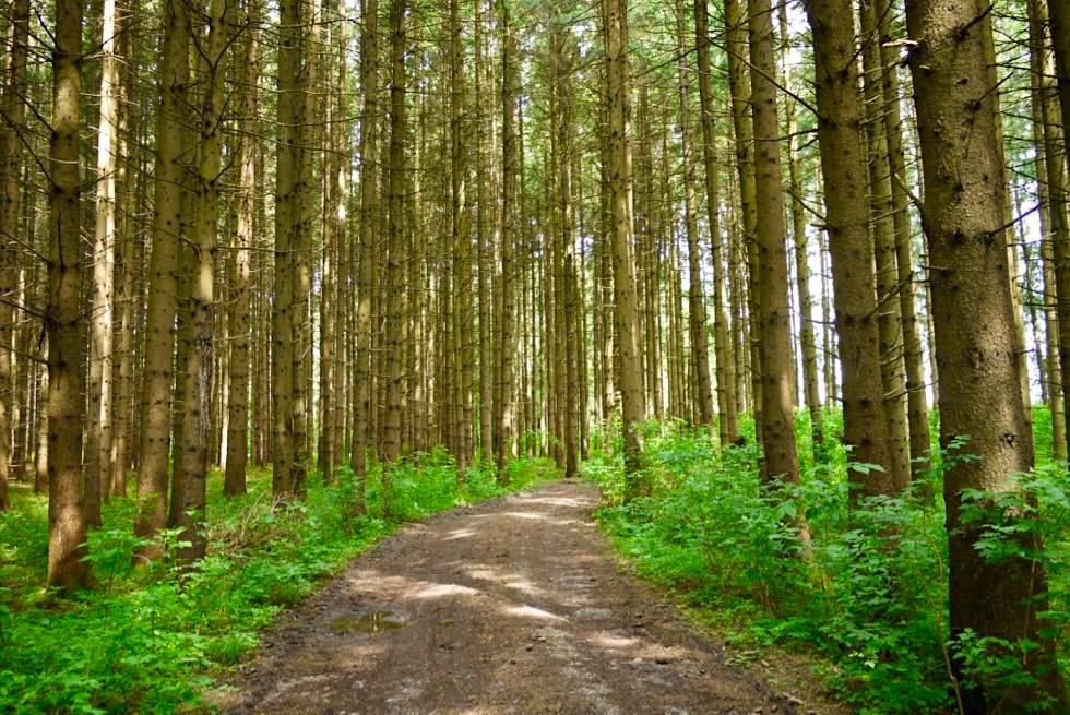 Wandertrilogie Wiesengänger Route 02 - Lichter Wald - Allgäu - Bayern