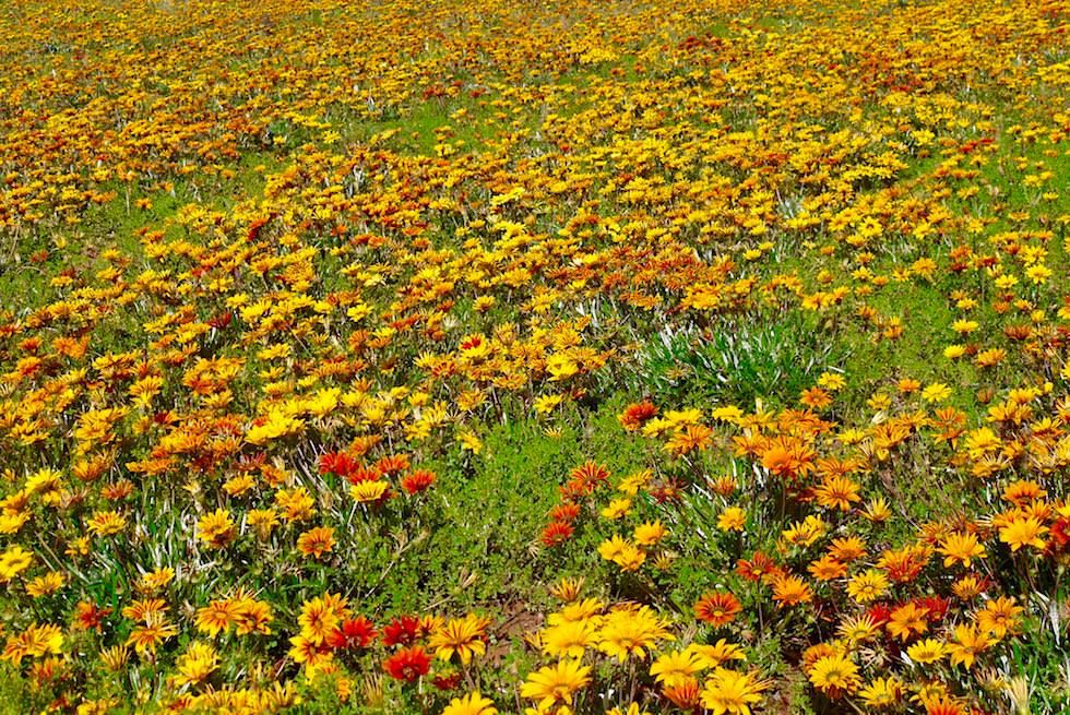 Wildblumen Felder - Western Australia