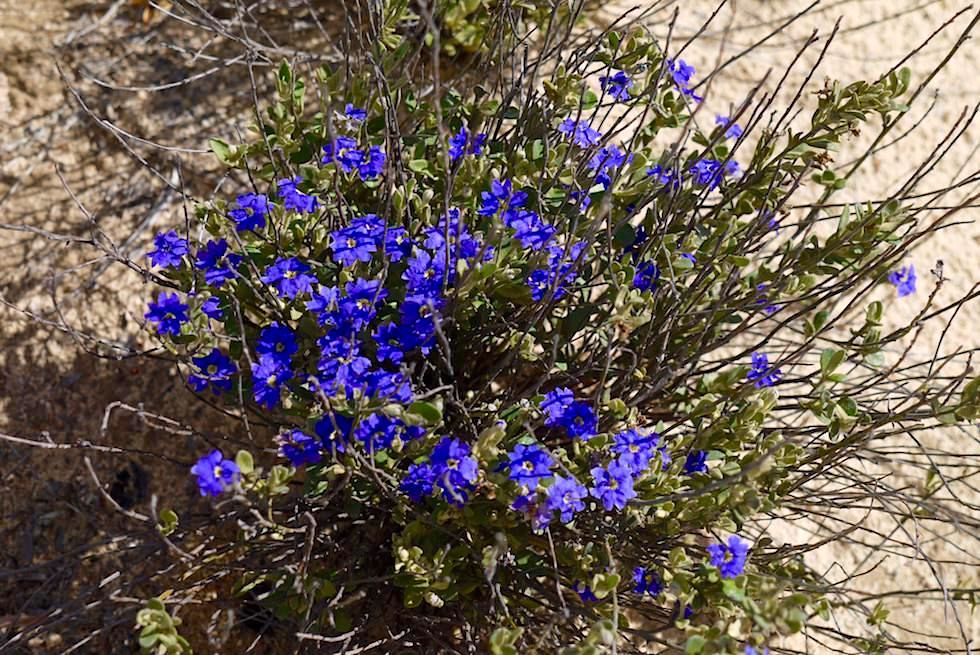 Wildblumen im Lesueur National Park -Western Australia